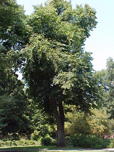 Linden Tree